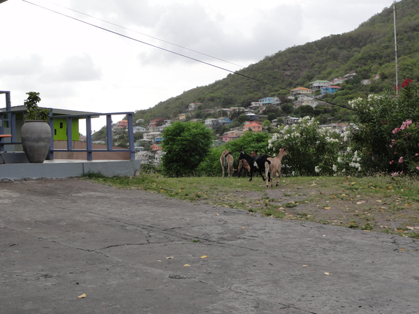 BlueLagoon-Bequia009