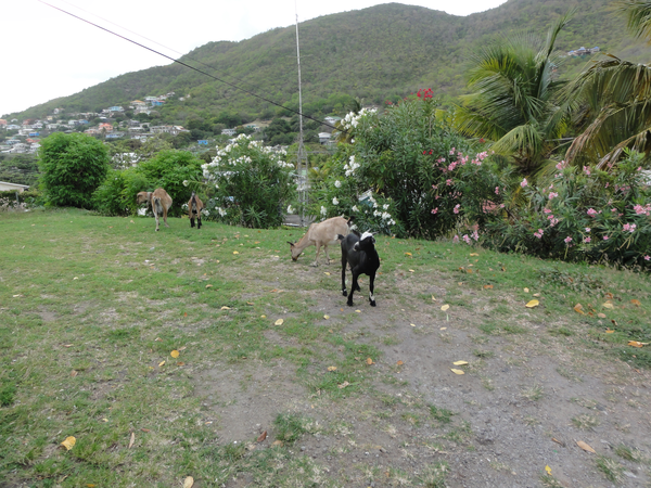 BlueLagoon-Bequia010