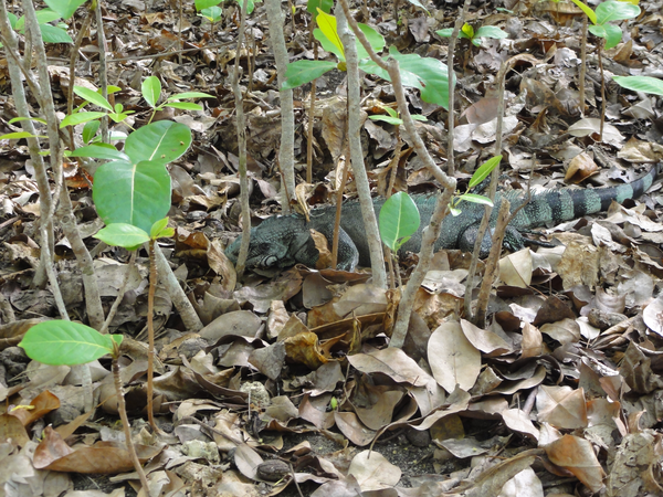 DesSaintes-IletDuGosier004