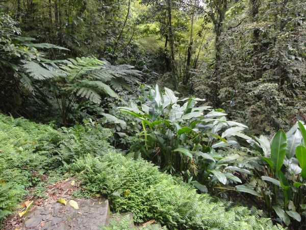 MarieGalante-Roseau-StPierre010