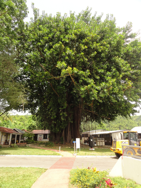 MarieGalante-Roseau-StPierre035